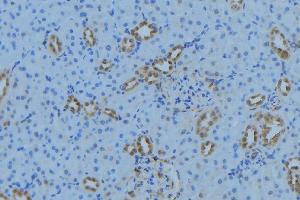 ABIN6279021 at 1/100 staining Mouse kidney tissue by IHC-P. (MRPL34 antibody  (Internal Region))