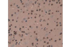 #VALUE! (Exonuclease 1 antibody  (AA 1-250))