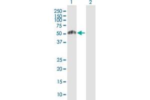 Western Blot analysis of ESRRG expression in transfected 293T cell line by ESRRG MaxPab polyclonal antibody. (ESRRG antibody  (AA 1-435))