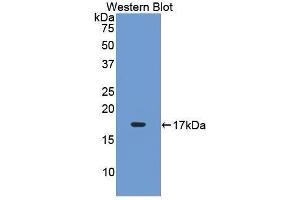 Western Blotting (WB) image for anti-Leukemia Inhibitory Factor Receptor alpha (LIFR) (AA 152-291) antibody (ABIN1173147) (LIFR antibody  (AA 152-291))