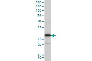 EXOSC3 monoclonal antibody (M03), clone 5C3 Western Blot analysis of EXOSC3 expression in Hela S3 NE . (EXOSC3 antibody  (AA 1-275))