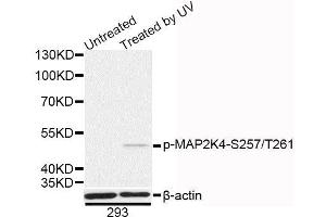 Western blot analysis of extracts of 293 cells, using Phospho-MAP2K4-S257/T261 antibody (ABIN5995605) at 1/1000 dilution. (MAP2K4 antibody  (pSer257, pThr261))