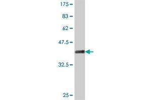 Western Blot detection against Immunogen (37 KDa) . (PMFBP1 antibody  (AA 99-197))