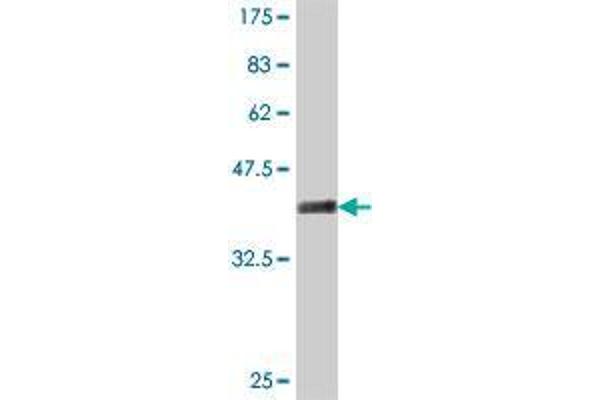 PMFBP1 antibody  (AA 99-197)