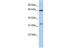 SLC24A6 antibody used at 1 ug/ml to detect target protein.