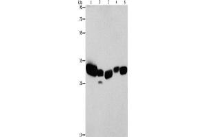 Western Blotting (WB) image for anti-Carbonyl Reductase 1 (CBR1) antibody (ABIN2422894) (CBR1 antibody)