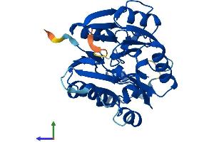 AlphaFold protein structure predicition of Human Recombinant DDAH2 Protein, UniprotID O95865 (DDAH2 Protein (AA 1-285) (His tag))
