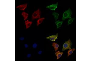 ABIN6259906 and ABIN6276534 staining Hela cells by IF/ICC.