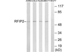 Western Blotting (WB) image for anti-RAB11 Family Interacting Protein 2 (Class I) (RAB11FIP2) (Internal Region) antibody (ABIN1851924) (RAB11FIP2 antibody  (Internal Region))