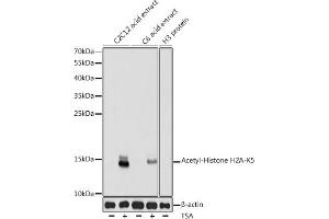 Western blot analysis of extracts of various cell lines, using Acetyl-Histone H2A-K5 antibody (ABIN7267722) at 1:1000 dilution. (Histone H2A antibody  (acLys5))
