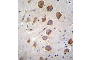 Immunohistochemistry analysis in formalin fixed and paraffin embedded human brain tissue reacted with  KCNRG Antibody (C-term) followed by peroxidase conjugation of the secondary antibody and DAB staining.