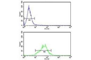 LDHA antibody flow cytometry analysis of HeLa cells (green) compared to a negative control (blue). (Lactate Dehydrogenase A antibody  (AA 154-182))