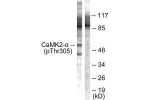 Western Blotting (WB) image for anti-CaMK2 alpha/beta/delta (pThr305), (Thr305) antibody (ABIN1847206) (CaMK2 alpha/beta/delta antibody  (pThr305, Thr305))