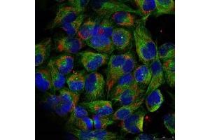 Immunofluorescence staining of methanol-fixed HeLa cells using NF-kappa,B p100 (phospho-ser866) antibody. (NFKB2 antibody  (pSer866))