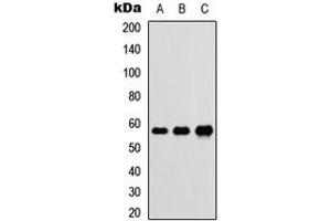 Western blot analysis of DnaJC3 expression in HEK293T (A), Raw264. (DNAJC3 antibody  (Center))