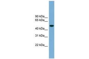 Image no. 1 for anti-Ubiquilin-Like (UBQLNL) (AA 323-372) antibody (ABIN6745001) (UBQLNL antibody  (AA 323-372))