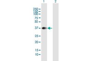 Western Blot analysis of PNMA1 expression in transfected 293T cell line by PNMA1 MaxPab polyclonal antibody. (PNMA1 antibody  (AA 1-353))