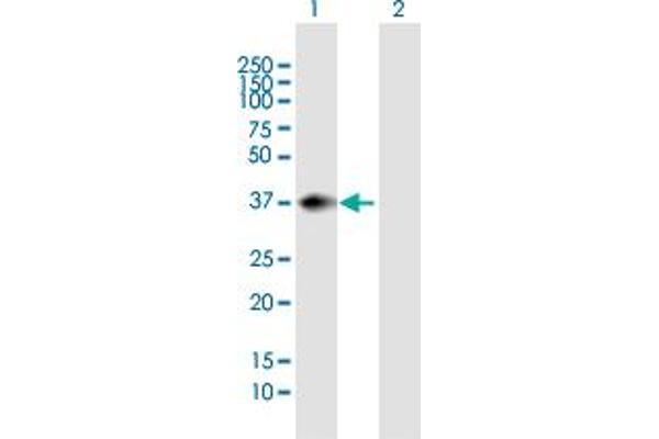 PNMA1 Antikörper  (AA 1-353)