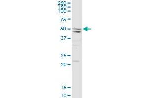 SEPT10 MaxPab rabbit polyclonal antibody. (Septin 10 antibody  (AA 1-454))