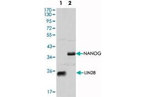 Western blot analysis using LIN28 monoclonal antibody, clone 6D1F9  against NTERA-2 cell lysate. (LIN28A antibody  (AA 93-209))