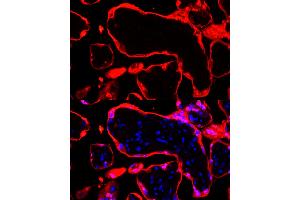 Immunofluorescence analysis of human placenta cells using S100P Rabbit mAb  at dilution of 1:100 (40x lens). (S100P antibody)