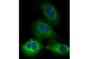 Immunofluorescent analysis of 4 % paraformaldehyde-fixed, 0. (Kallikrein 10 antibody  (C-Term))