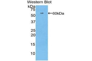 Western Blotting (WB) image for anti-Histidine-Rich Glycoprotein (HRG) (AA 18-254) antibody (ABIN1175741) (HRG antibody  (AA 18-254))