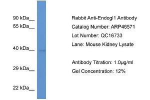 Western Blotting (WB) image for anti-Endo/exonuclease (5'-3'), Endonuclease G-Like (EXOG) (N-Term) antibody (ABIN2782665)
