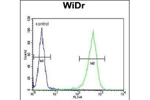 CCDC3 Antibody (C-term) (ABIN652692 and ABIN2842461) flow cytometric analysis of WiDr cells (right histogram) compared to a negative control cell (left histogram). (CCDC3 antibody  (C-Term))