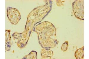 Immunohistochemistry of paraffin-embedded human placenta tissue using ABIN7172216 at dilution of 1:100 (PLAT antibody  (AA 36-556))
