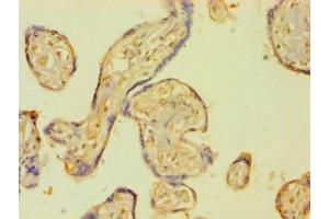 Immunohistochemistry of paraffin-embedded human placenta tissue using ABIN7172216 at dilution of 1:100