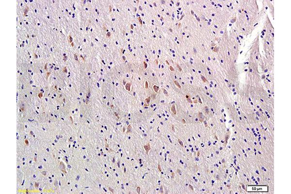 Melatonin Receptor 1A antibody  (AA 201-280)