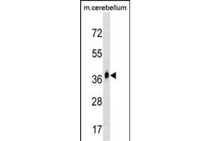 D2 Antibody (N-term) (ABIN1539430 and ABIN2849669) western blot analysis in mouse cerebellum tissue lysates (35 μg/lane).