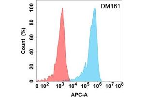 Flow cytometry analysis with Anti-CD5 (DM161) on Expi293 cells transfected with human CD5 (Blue histogram) or Expi293 transfected with irrelevant protein (Red histogram). (CD5 antibody  (AA 25-372))