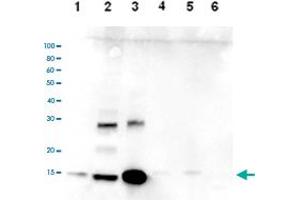Western Blot analysis of (1) 25 ug whole cell extracts of Hela cells, (2) 15 ug histone extracts of Hela cells, (3) 1 ug of recombinant histone H2A, (4) 1 ug of recombinant histone H2B, (5) 1 ug of recombinant histone H3, (6) 1 ug of recombinant histone H4. (HIST3H2A antibody  (C-Term))