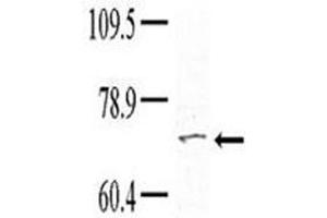 Western blot analysis of TNK1 antibody (1:100) in HeLa lysate (TNK1 antibody  (AA 256-286))