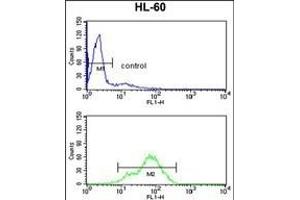 BAHD1 Antibody (C-term) (ABIN653104 and ABIN2842693) flow cytometry analysis of HL-60 cells (bottom histogram) compared to a negative control cell (top histogram). (BAHD1 antibody  (C-Term))