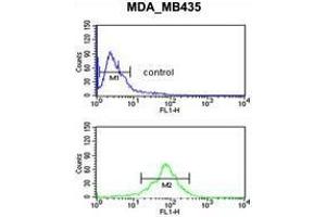 ACOT8 Antibody (C-term) flow cytometric analysis of MDA-MB435 cells (bottom histogram) compared to a negative control cell (top histogram). (ACOT8 antibody  (C-Term))