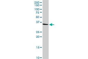 CRHBP antibody  (AA 1-322)