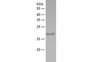 Western Blotting (WB) image for REX1, RNA Exonuclease 1 Homolog (REXO1) (AA 1060-1221) protein (His tag) (ABIN7124857) (REXO1 Protein (AA 1060-1221) (His tag))