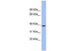 WB Suggested Anti-ACMSD Antibody Titration:  0. (ACMSD antibody  (Middle Region))