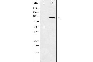 Western blot analysis of STAT3 phosphorylation expression in HeLa whole cell lysates,The lane on the left is treated with the antigen-specific peptide. (STAT3 antibody  (pTyr705))