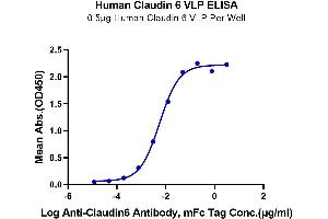 Immobilized Human Claudin 6 VLP at 5 μg/mL (100 μL/Well). (Claudin 6 Protein-VLP (CLDN6) (AA 1-220))