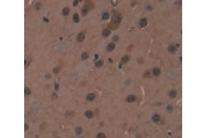 Figure. (RCN2 antibody  (AA 26-301))
