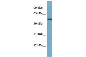 C1ORF142 antibody used at 1 ug/ml to detect target protein. (SNAP47 antibody  (Middle Region))