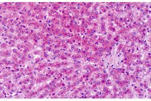 Anti-GRM7 / MGLUR7 antibody IHC staining of human liver. (GRM7 antibody  (Extracellular Domain))
