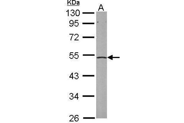 EIF2S2 antibody