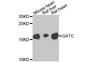 Western blot analysis of extracts of various cell lines, using GATC antibody. (GATC antibody  (AA 1-136))