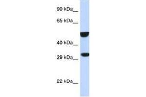 Image no. 1 for anti-V-Ets Erythroblastosis Virus E26 Oncogene Homolog 2 (ETS2) (AA 311-360) antibody (ABIN6747755) (ETS2 antibody  (AA 311-360))