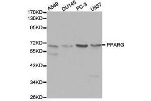 Western Blotting (WB) image for anti-Peroxisome Proliferator-Activated Receptor gamma (PPARG) antibody (ABIN1874206) (PPARG antibody)